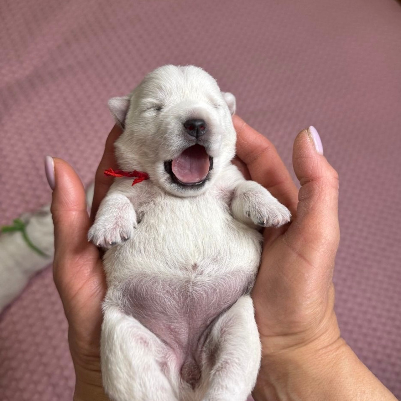 Щенки 14.01.2025. Питомник собак породы вест хайленд вайт терьер в Москве