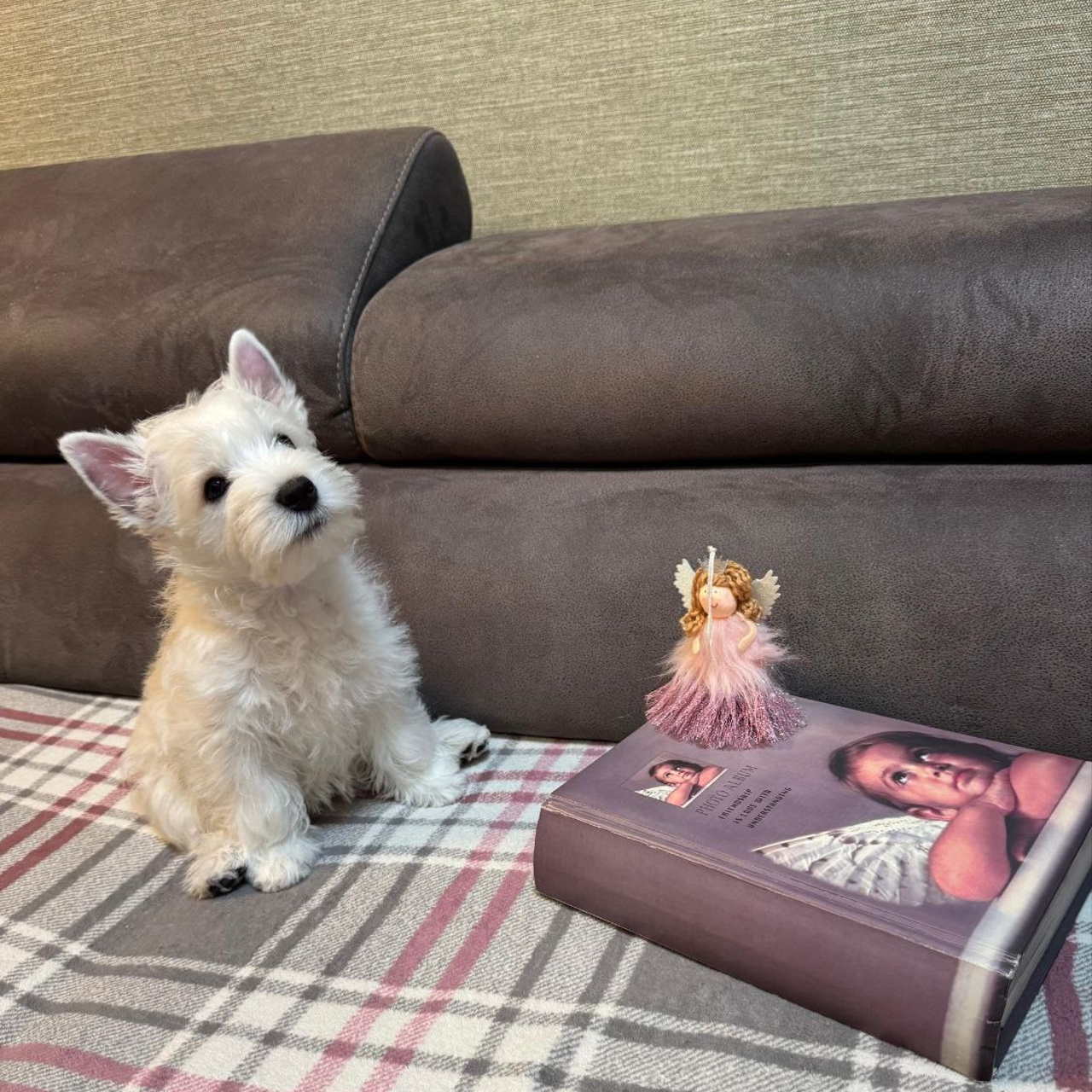 Щенки 250 725. Питомник собак породы вест хайленд вайт терьер в Москве