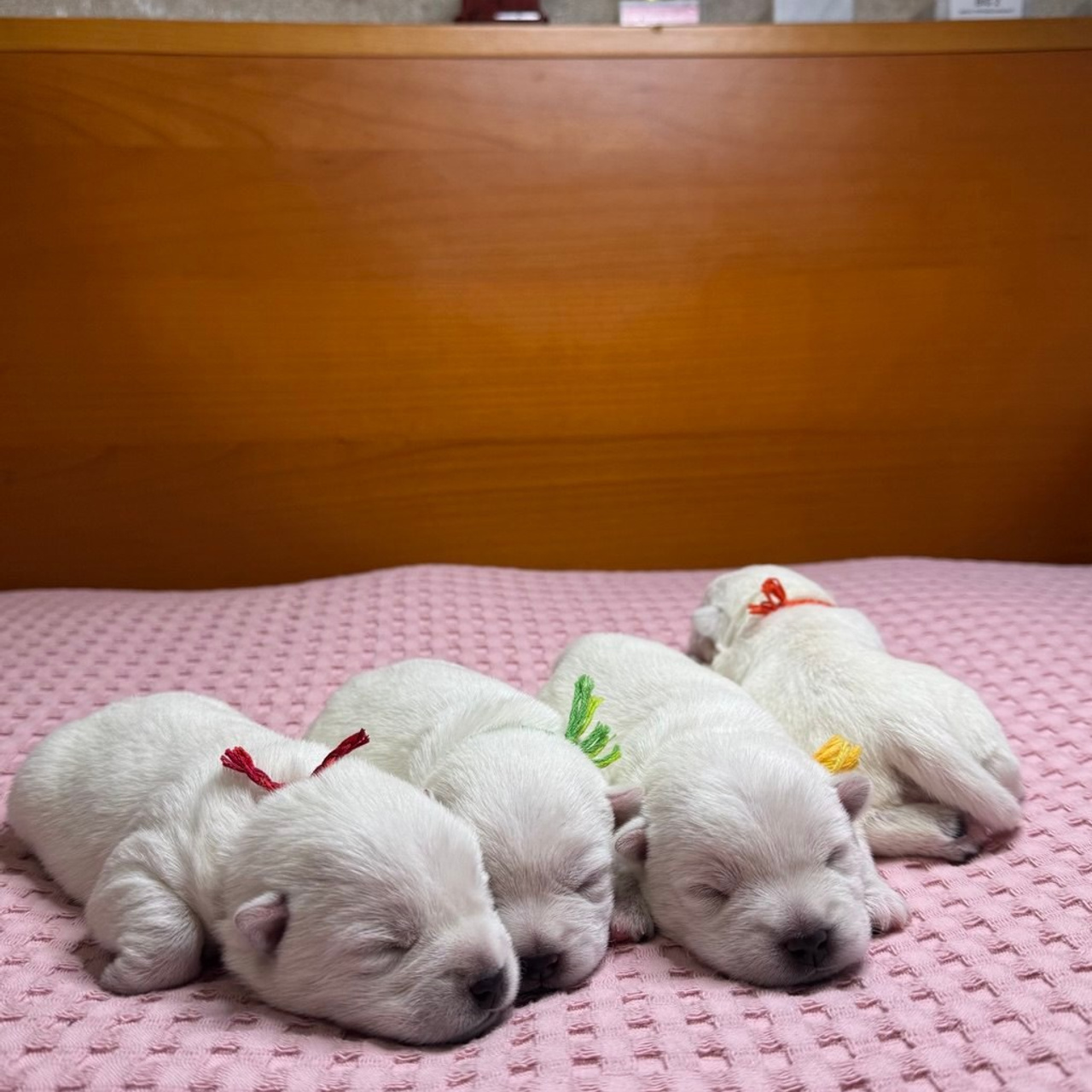 Щенки 14.01.2025. Питомник собак породы вест хайленд вайт терьер в Москве