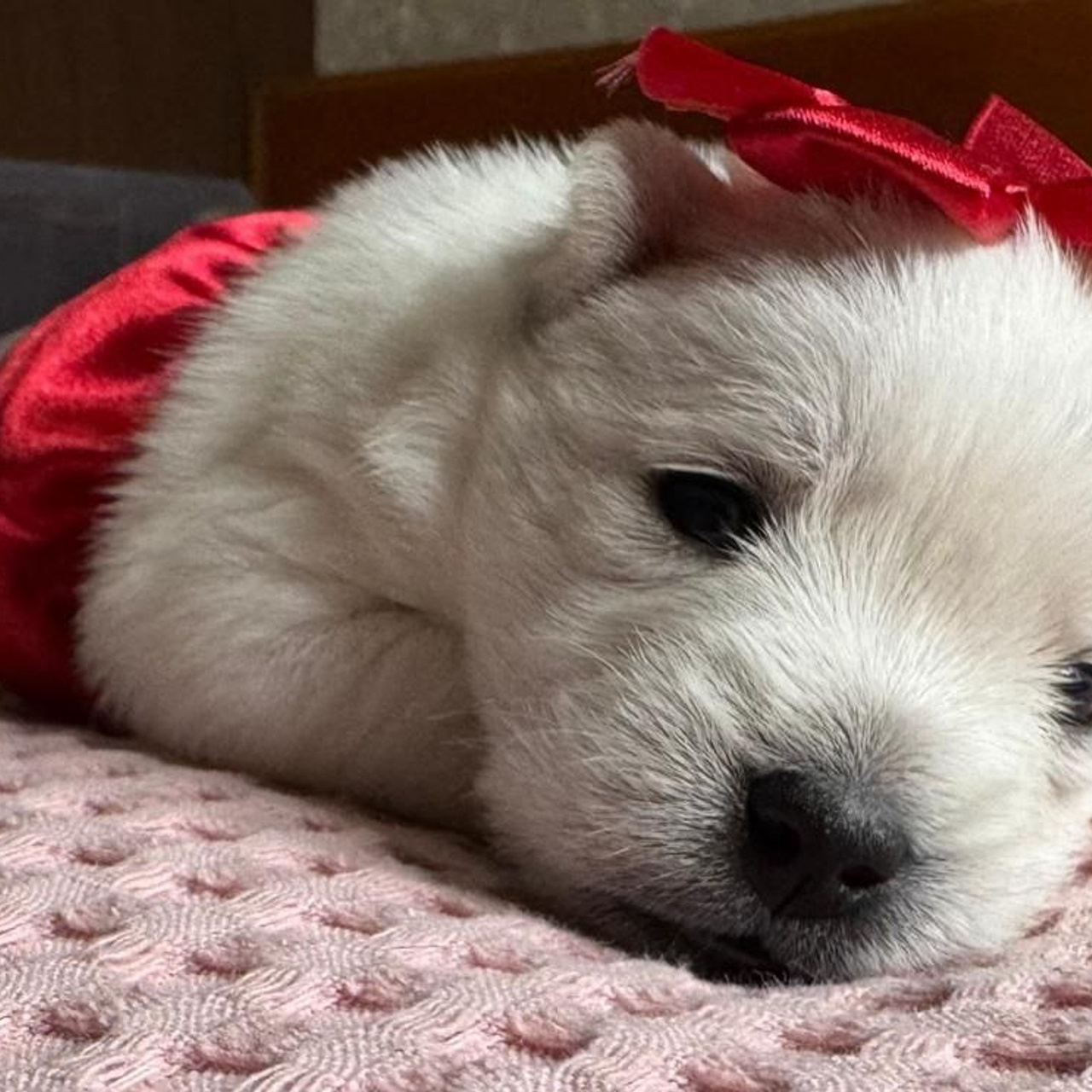 Щенки 14.01.2025. Питомник собак породы вест хайленд вайт терьер в Москве