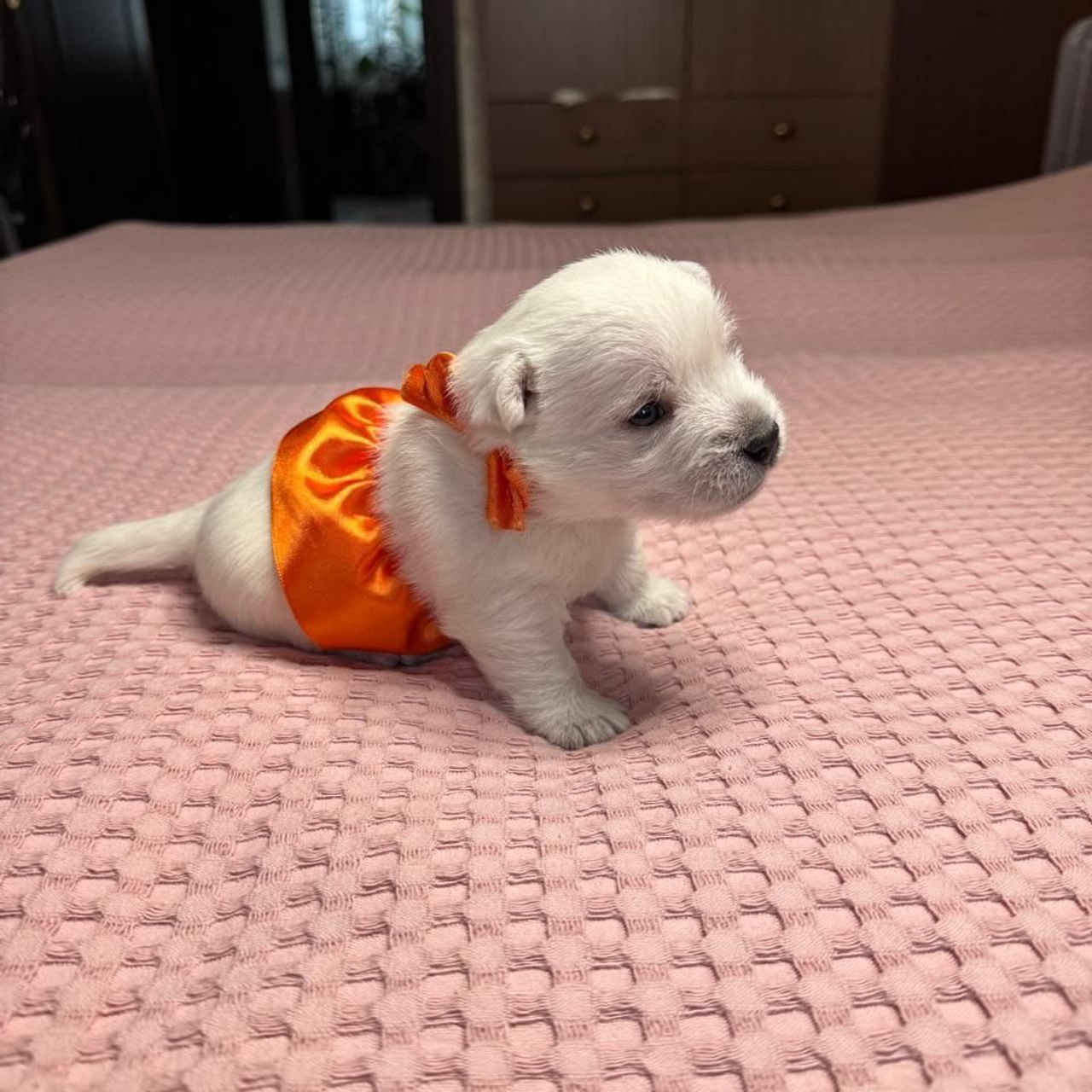 Щенки 14.01.2025. Питомник собак породы вест хайленд вайт терьер в Москве