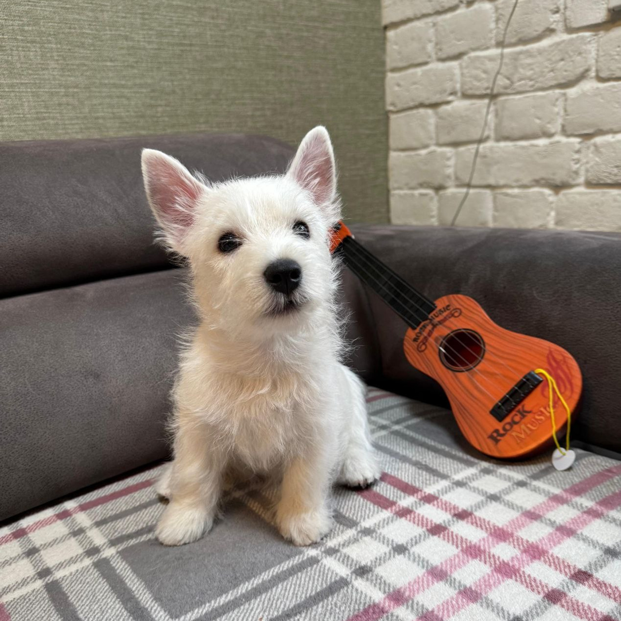 Щенки 250 725. Питомник собак породы вест хайленд вайт терьер в Москве