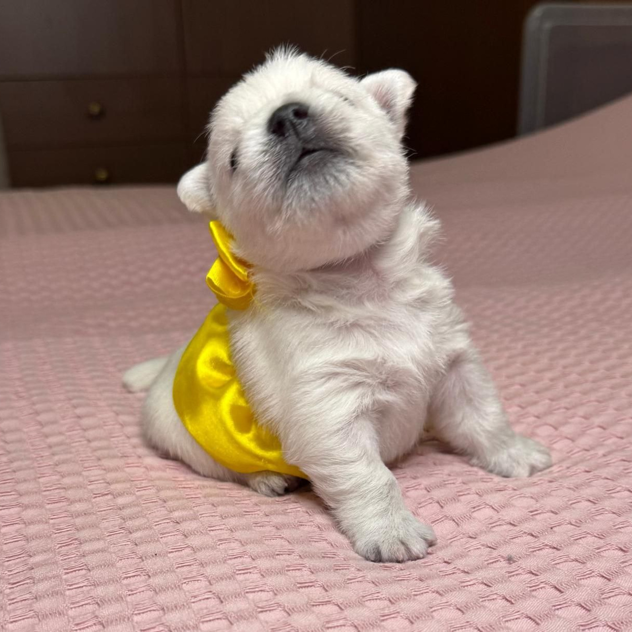 Щенки 14.01.2025. Питомник собак породы вест хайленд вайт терьер в Москве