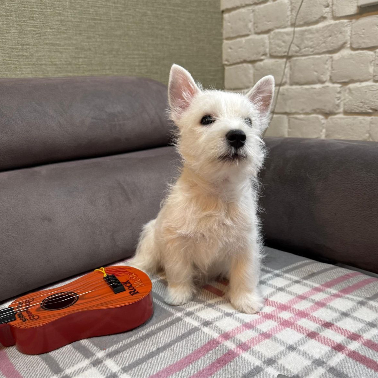 Щенки 250 725. Питомник собак породы вест хайленд вайт терьер в Москве