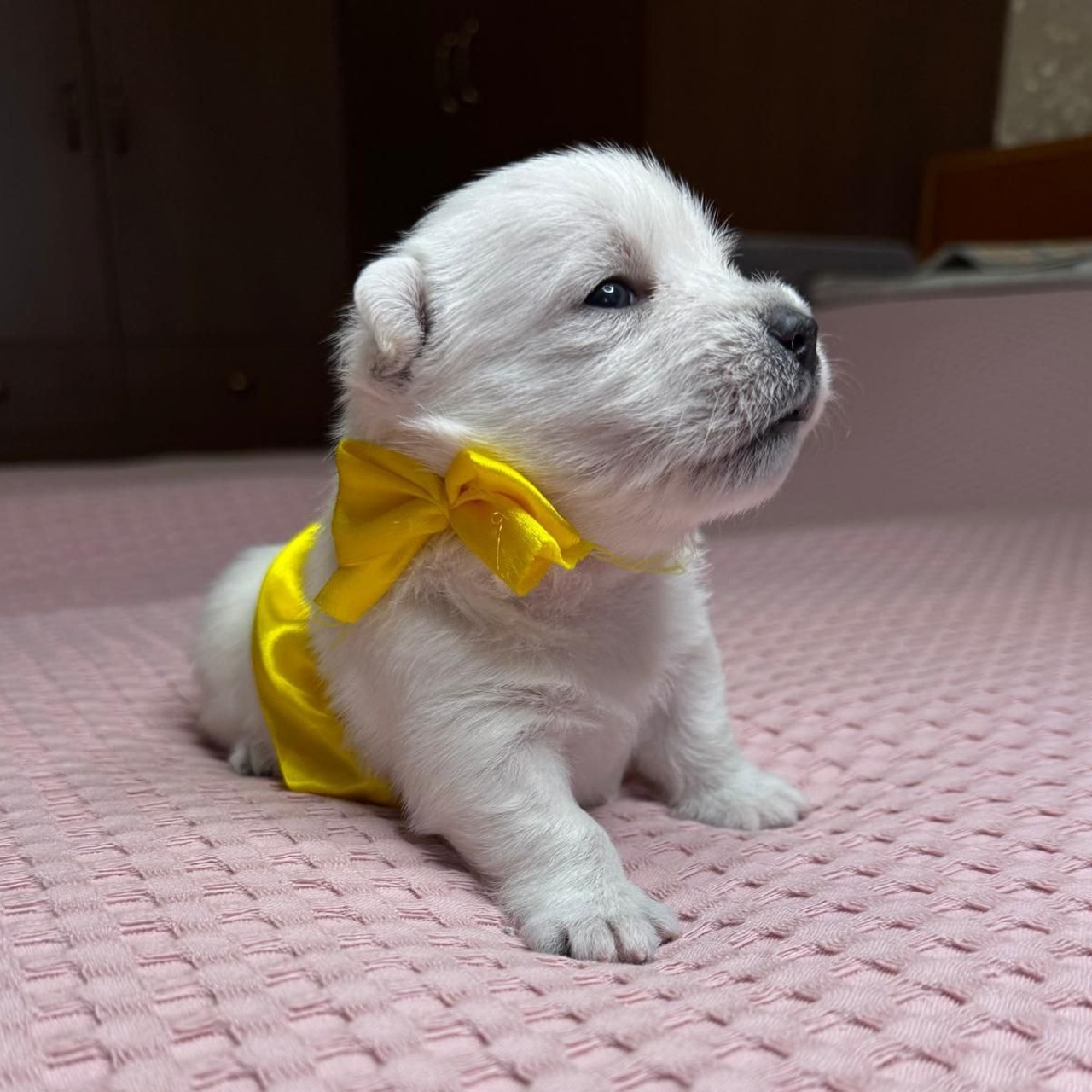 Щенки 14.01.2025. Питомник собак породы вест хайленд вайт терьер в Москве