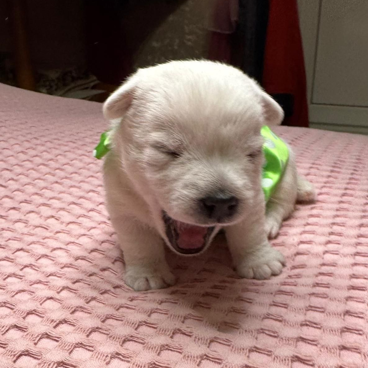 Щенки 14.01.2025. Питомник собак породы вест хайленд вайт терьер в Москве