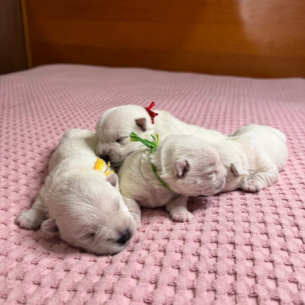 Щенки 14.01.2025. Питомник собак породы вест хайленд вайт терьер в Москве