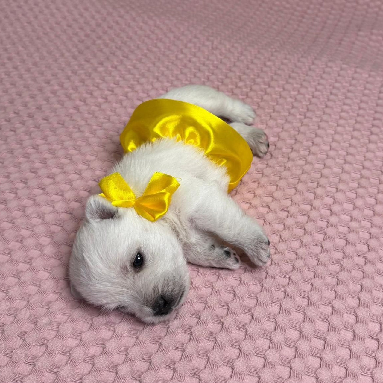 Щенки 14.01.2025. Питомник собак породы вест хайленд вайт терьер в Москве