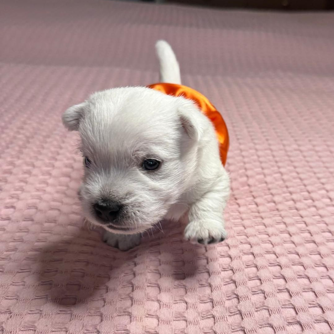 Щенки 14.01.2025. Питомник собак породы вест хайленд вайт терьер в Москве