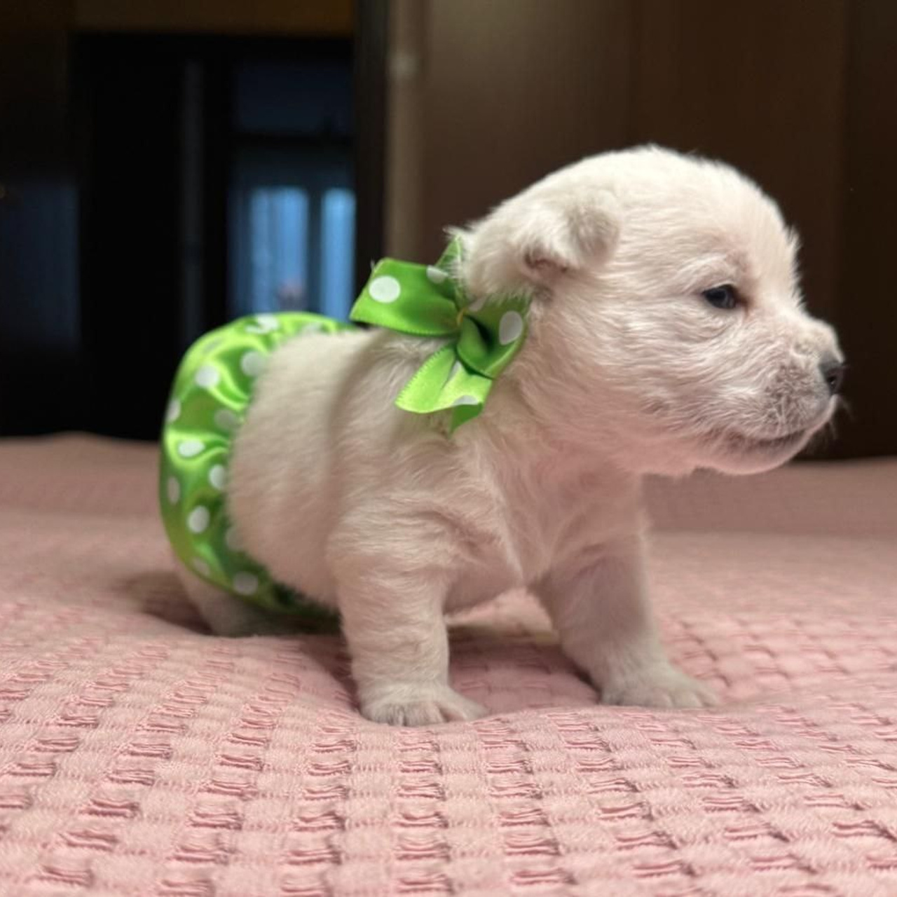 Щенки 14.01.2025. Питомник собак породы вест хайленд вайт терьер в Москве