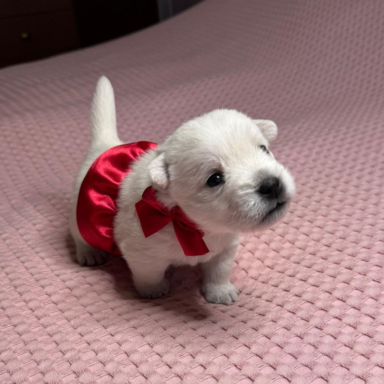 Щенки 14.01.2025. Питомник собак породы вест хайленд вайт терьер в Москве