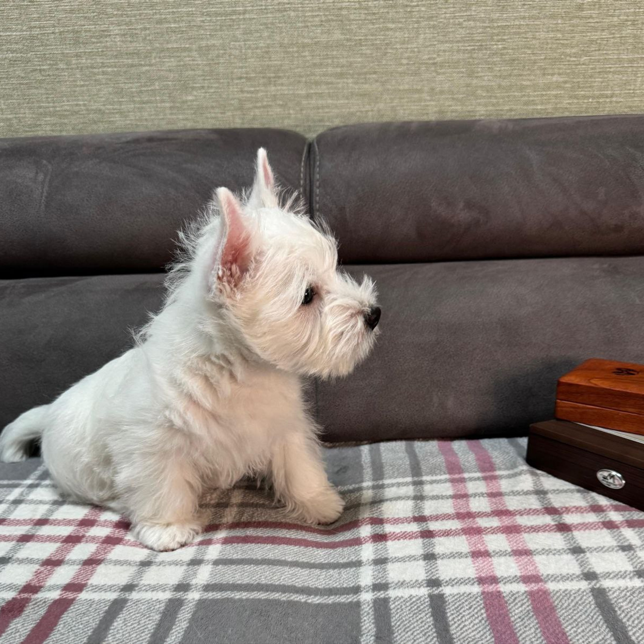 Щенки 250 725. Питомник собак породы вест хайленд вайт терьер в Москве