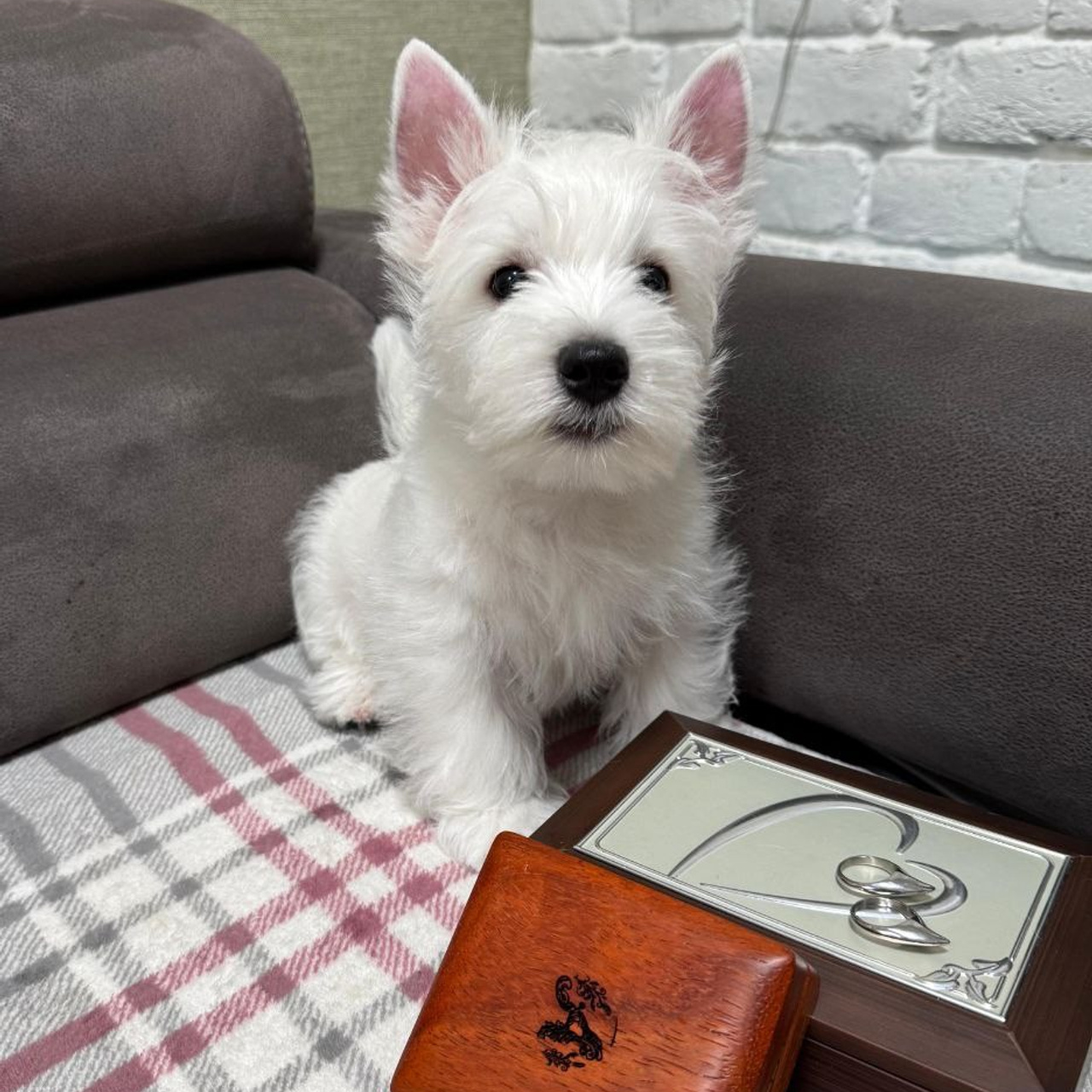 Щенки 250 725. Питомник собак породы вест хайленд вайт терьер в Москве