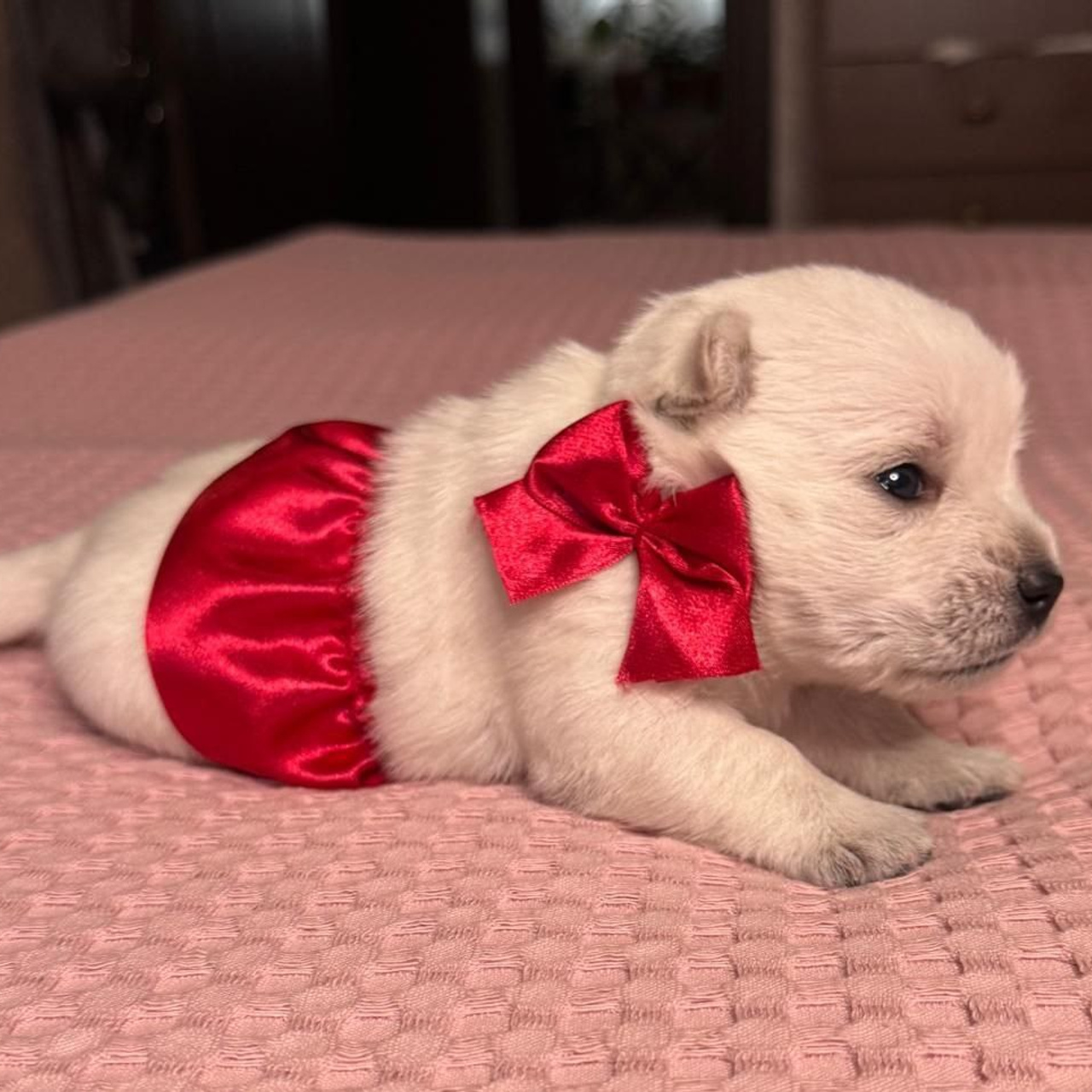 Щенки 14.01.2025. Питомник собак породы вест хайленд вайт терьер в Москве