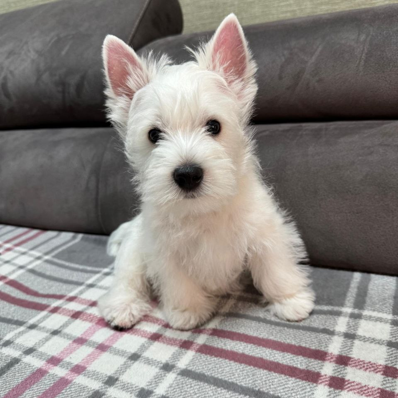 Щенки 250 725. Питомник собак породы вест хайленд вайт терьер в Москве