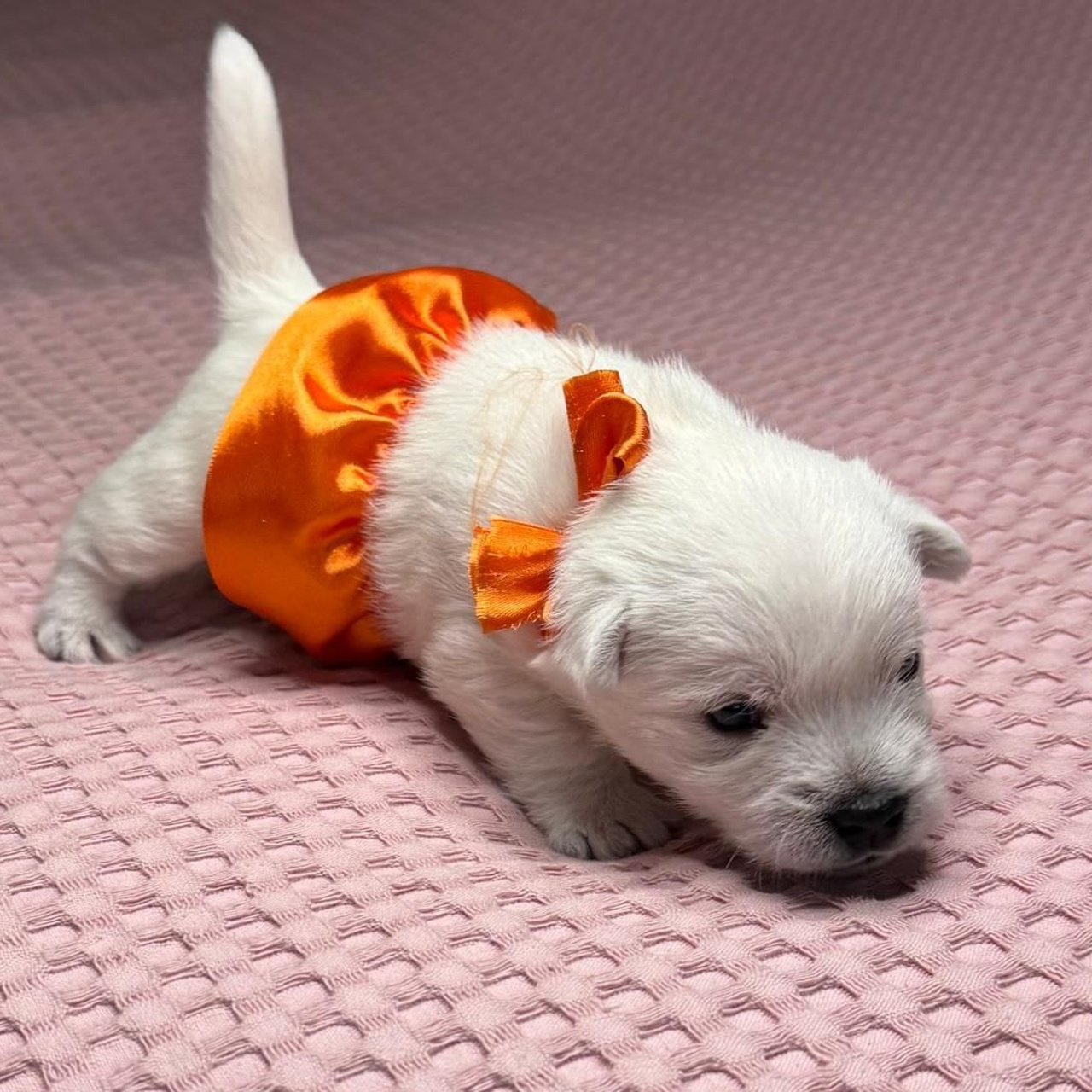 Щенки 14.01.2025. Питомник собак породы вест хайленд вайт терьер в Москве