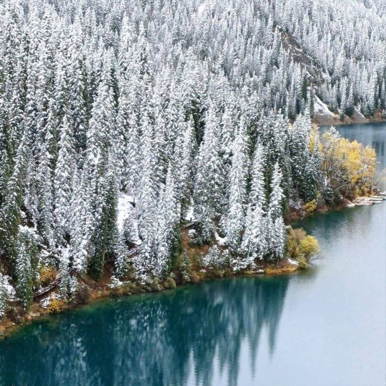 Густой лес с высокими хвойными деревьями покрыт свежим слоем снега, создавая зимнюю сказочную атмосферу. У подножия леса находится спокойное озеро Кольсай с прозрачной синей водой, в котором отражаются деревья. По краям леса видны деревья с желтыми осенними листьями, добавляющими яркие акценты к пейзажу.