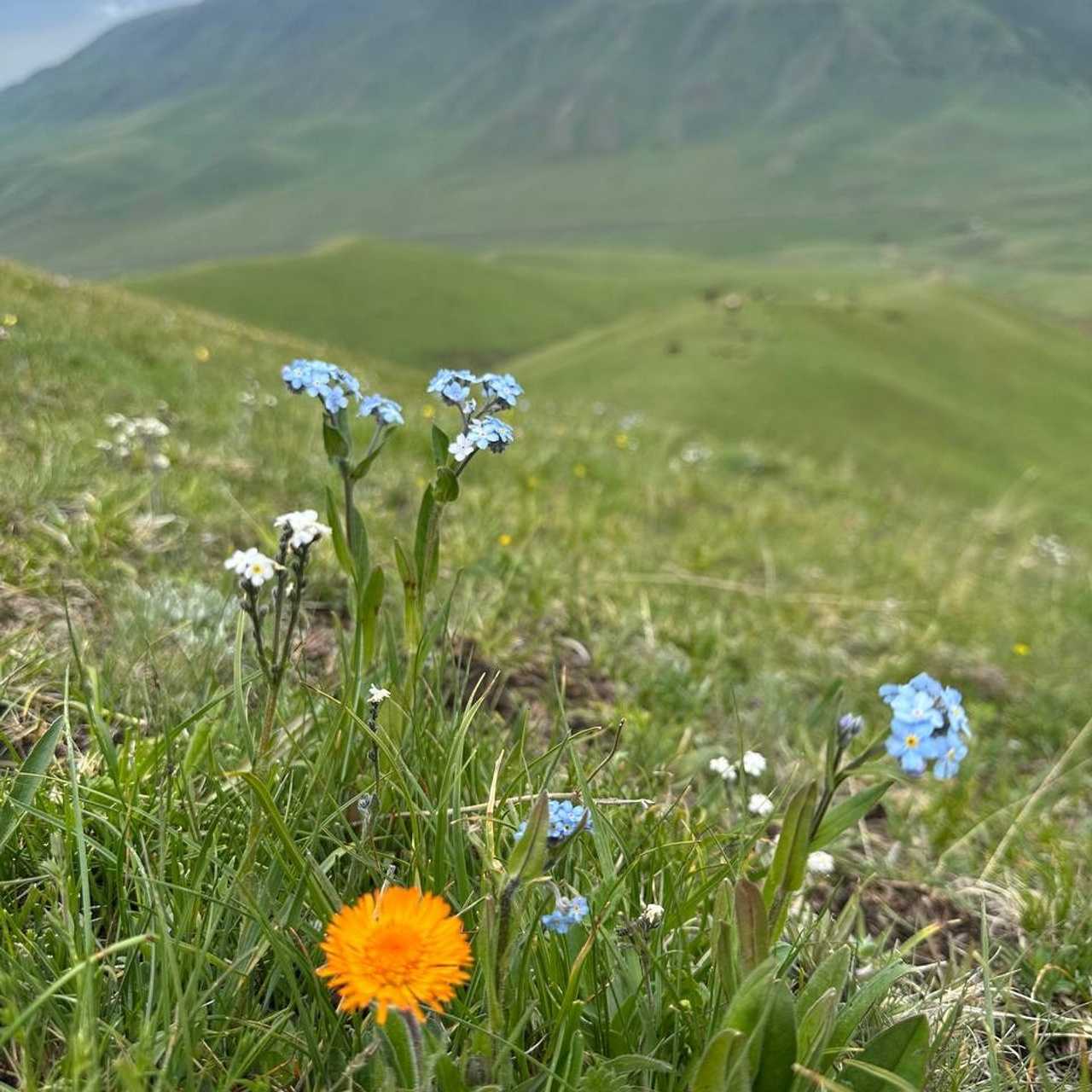 Экскурсия на плато Ассы из Алматы