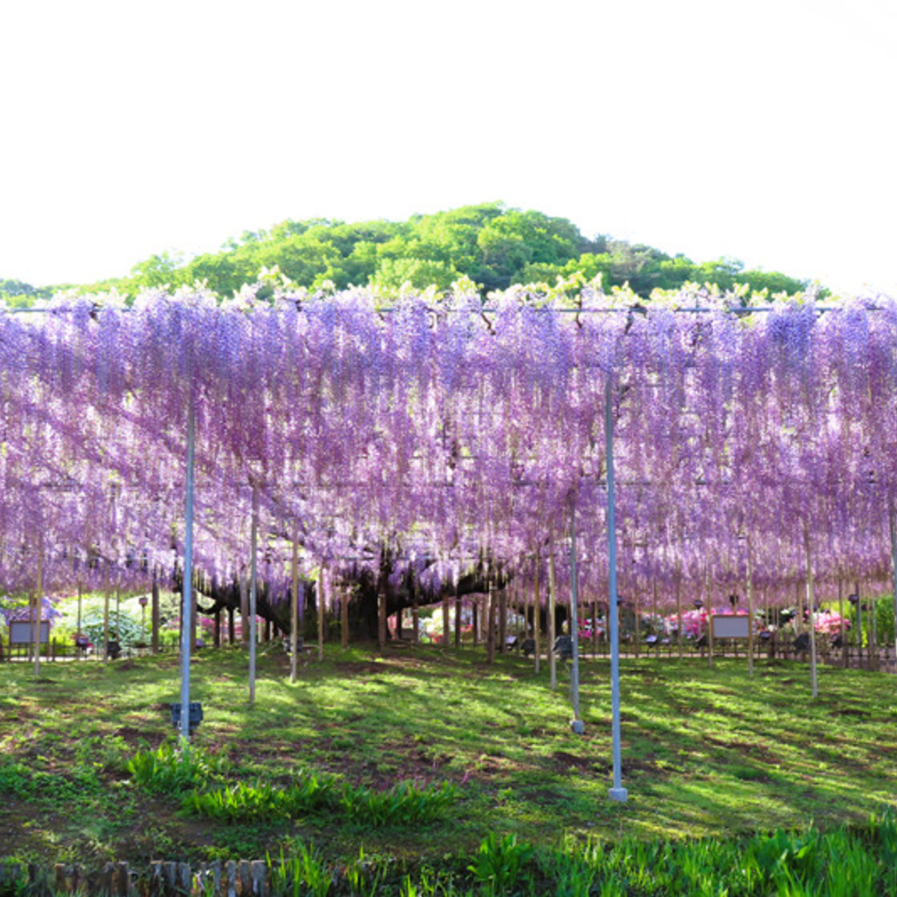 «Офудзи» в полном цвету в Цветочном парке Асикага…. Фотограф — видеограф в Москве Дмитрий Менделеев