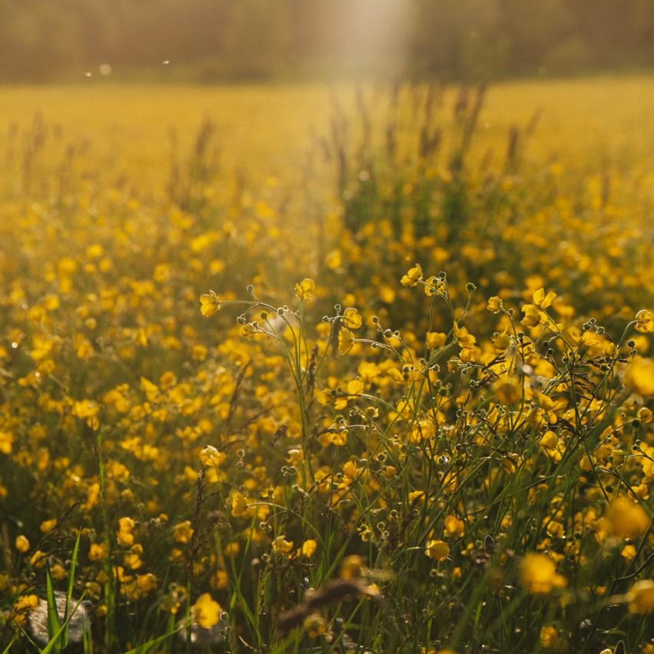 Сахалин + Итуруп| лето -осень