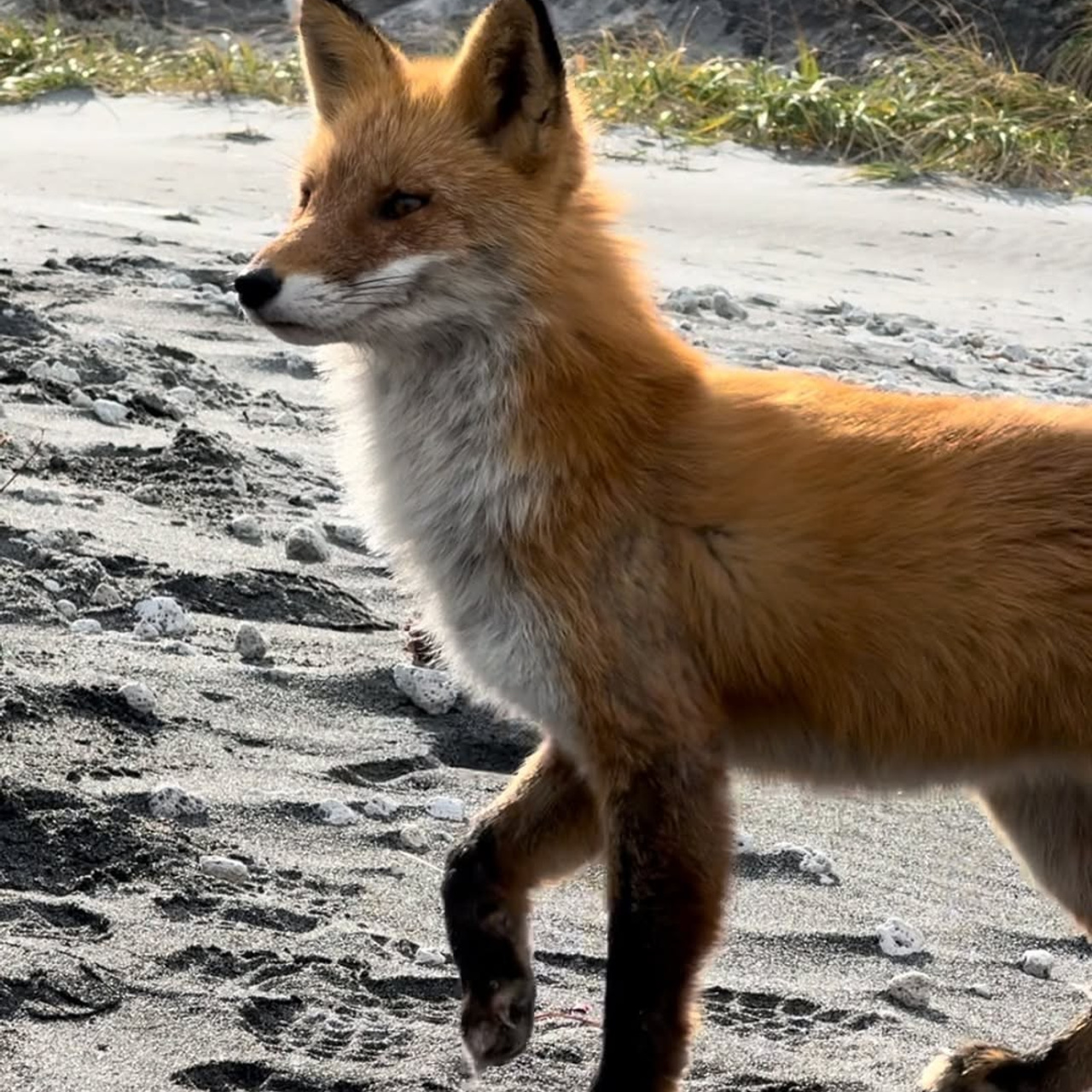 Сахалин + Итуруп| лето -осень