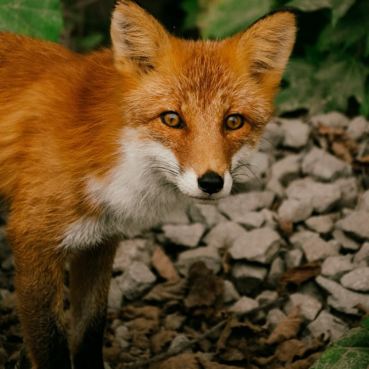 Сахалин + Итуруп| лето -осень