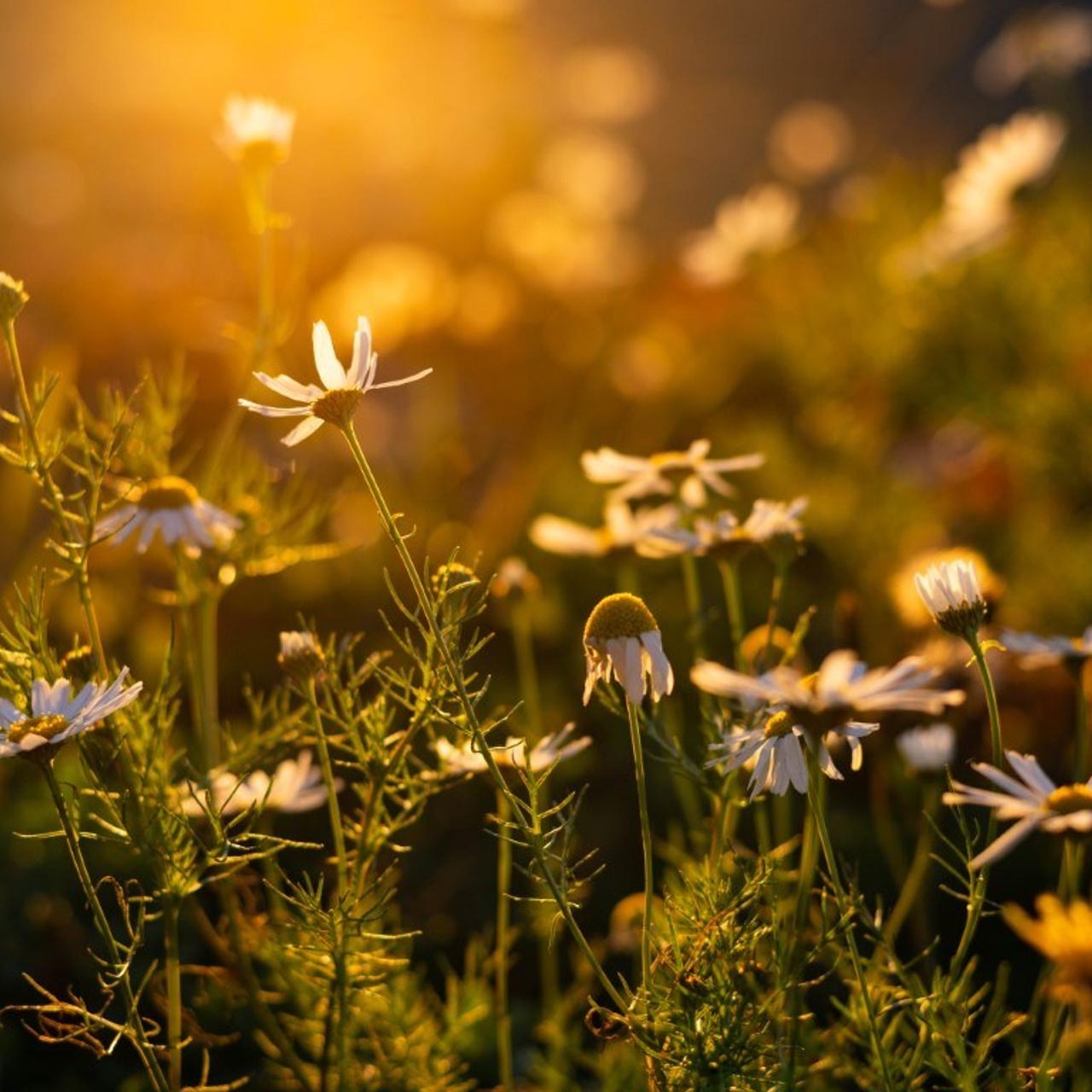 Серия «Про Сахалин». Художник, фотограф Ирина Тен