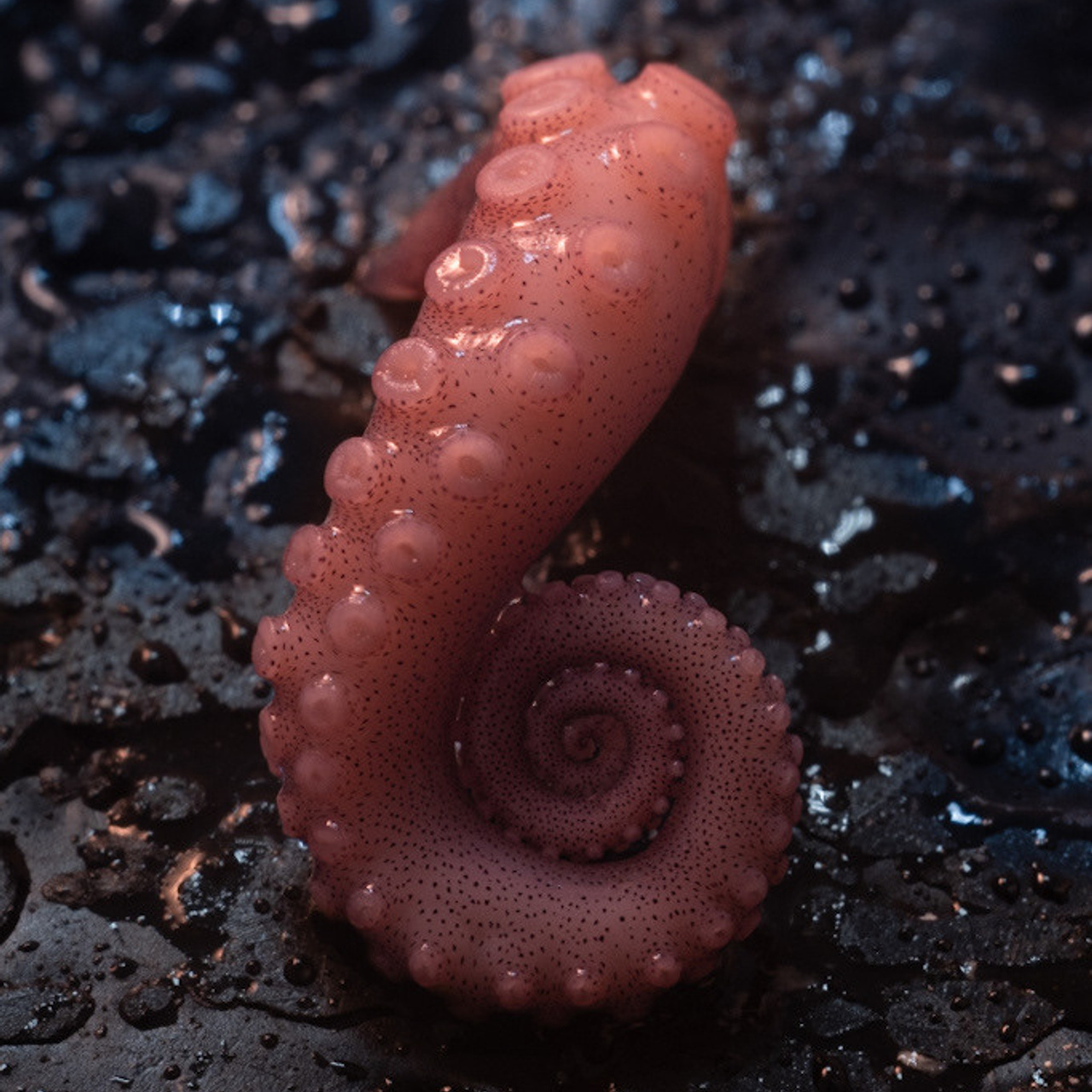 Фотосъемка осьминога в масле