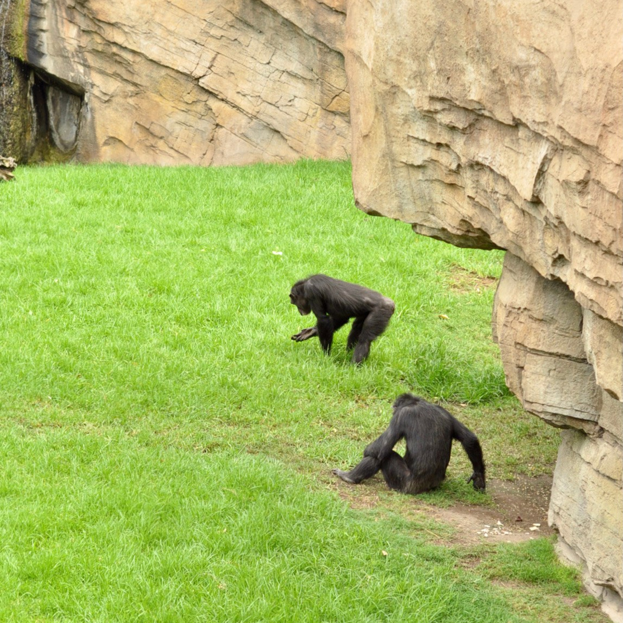 Биопарк в Валенсии. Гид и фотограф в Валенсии Новиков Михаил