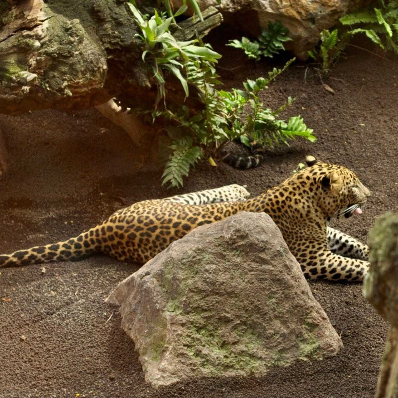 Биопарк в Валенсии. Гид и фотограф в Валенсии Новиков Михаил