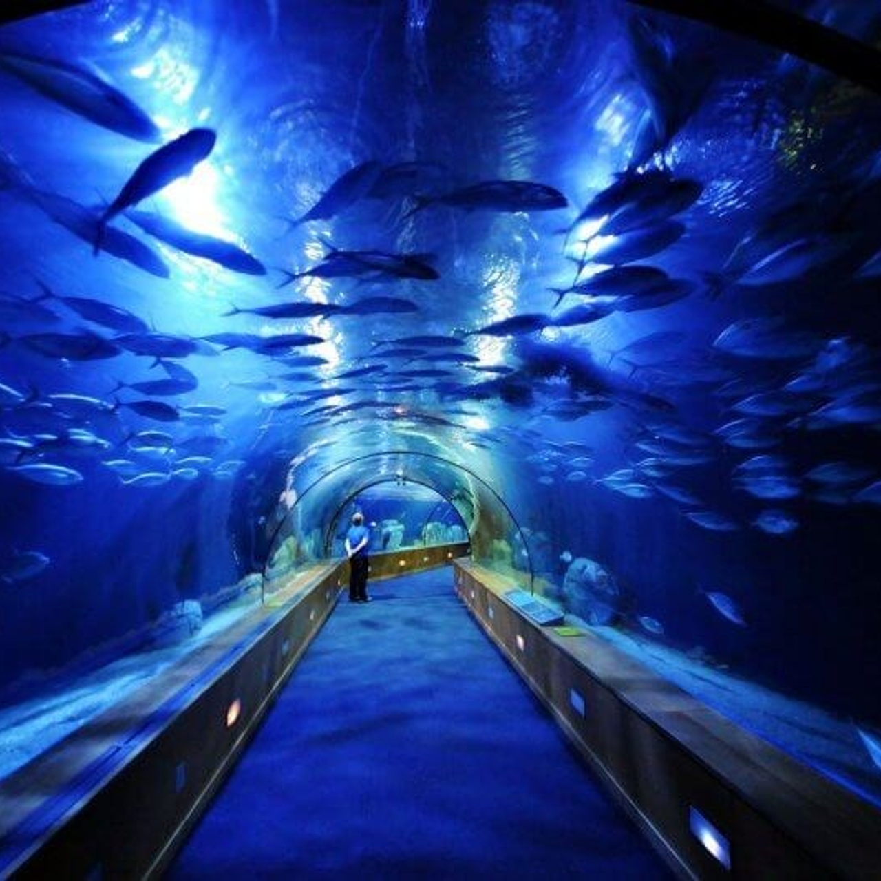 Океанографик в Валенсии. Гид и фотограф в Валенсии Новиков Михаил