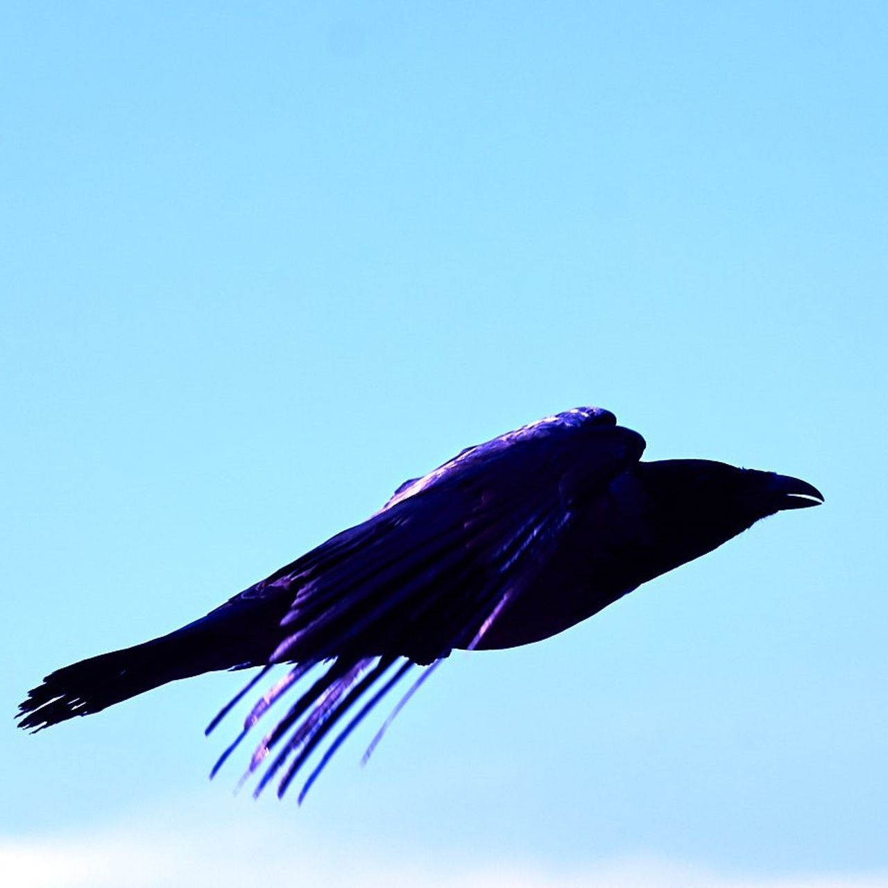 Для какого жанра лучше всего подходит чёрно-белая съёмка. НЕЙРО-АРТы Воеводова