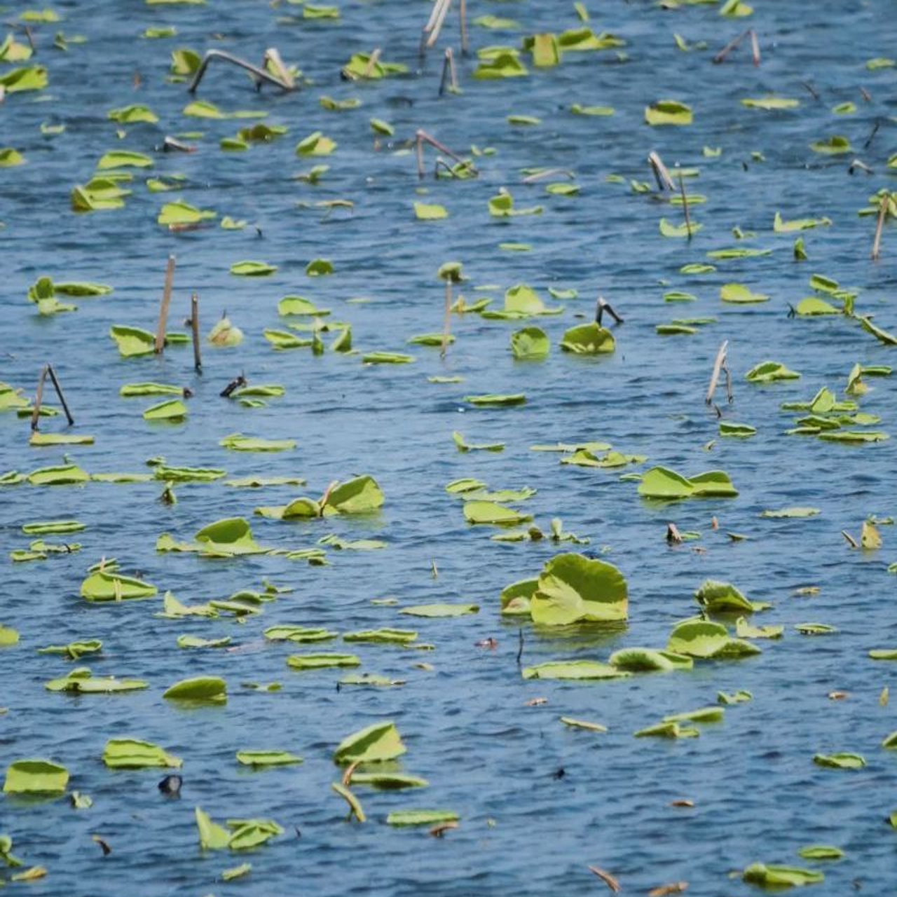 VORTEX. Inna Dodiomova artist