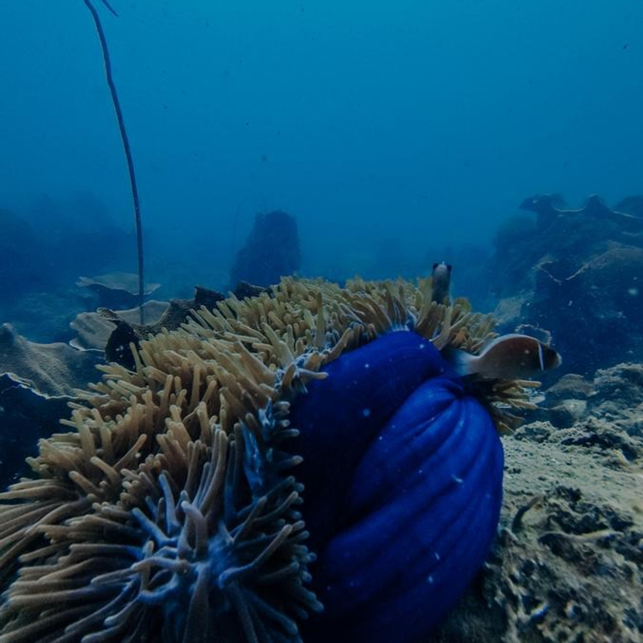 Дайвинг во Вьетнаме