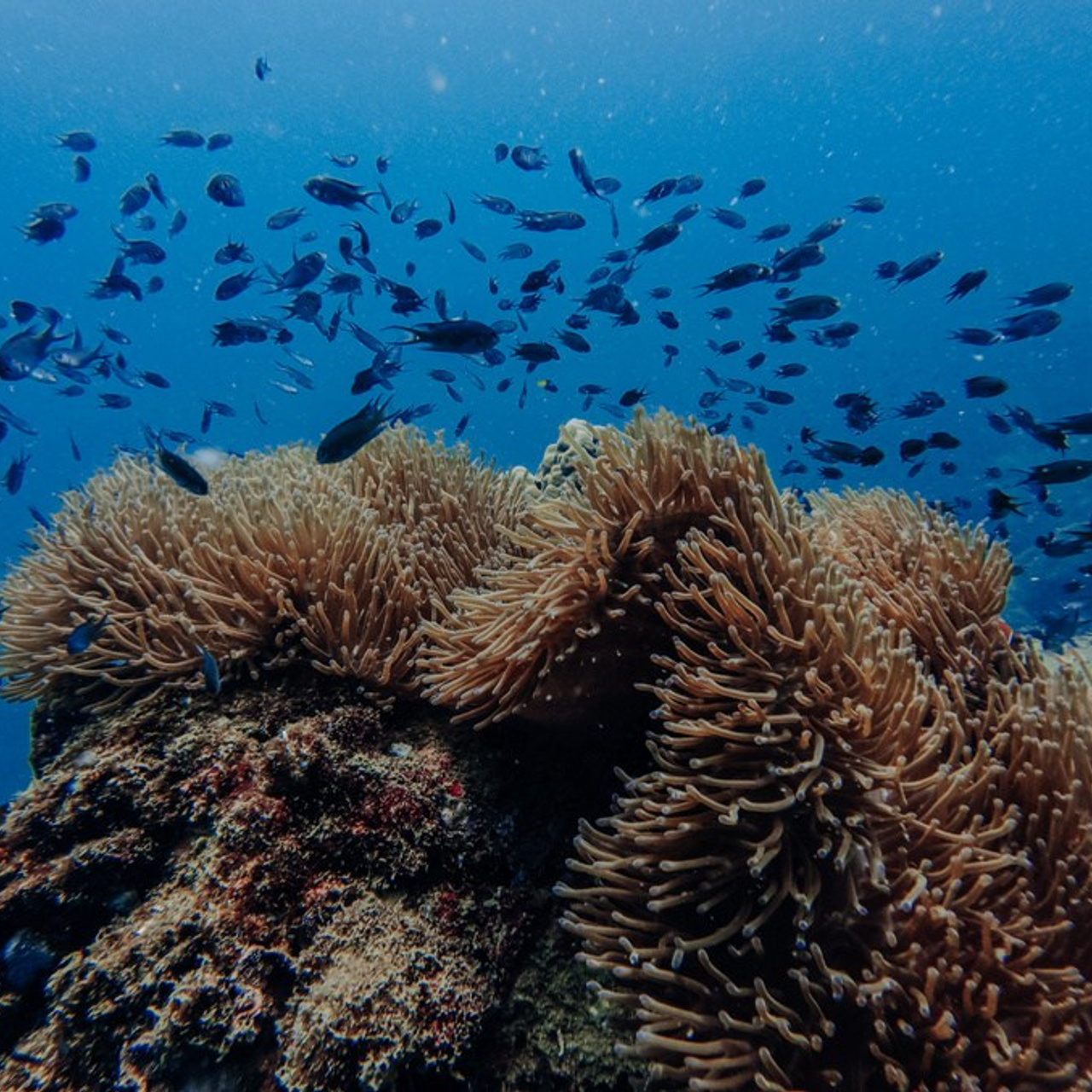 Дайвинг во Вьетнаме