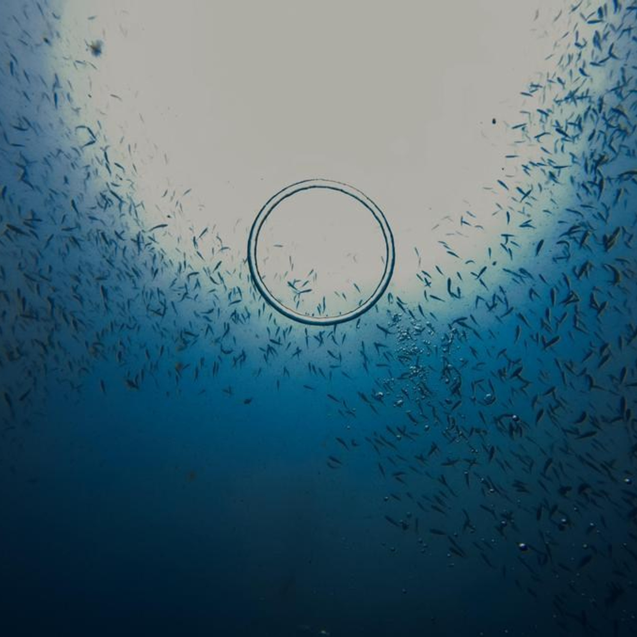 Дайвинг во Вьетнаме