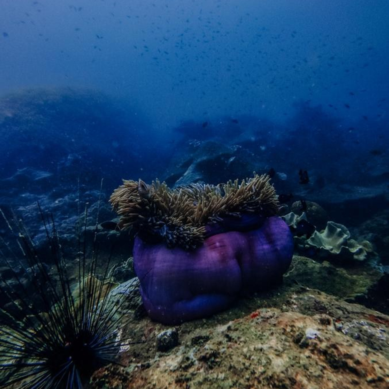 Дайвинг во Вьетнаме