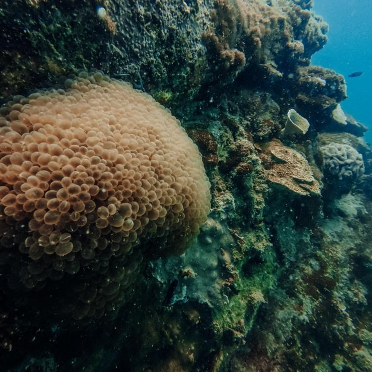 Дайвинг во Вьетнаме