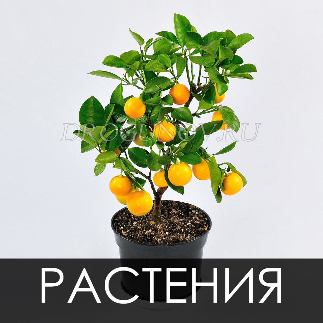 Съемка растений