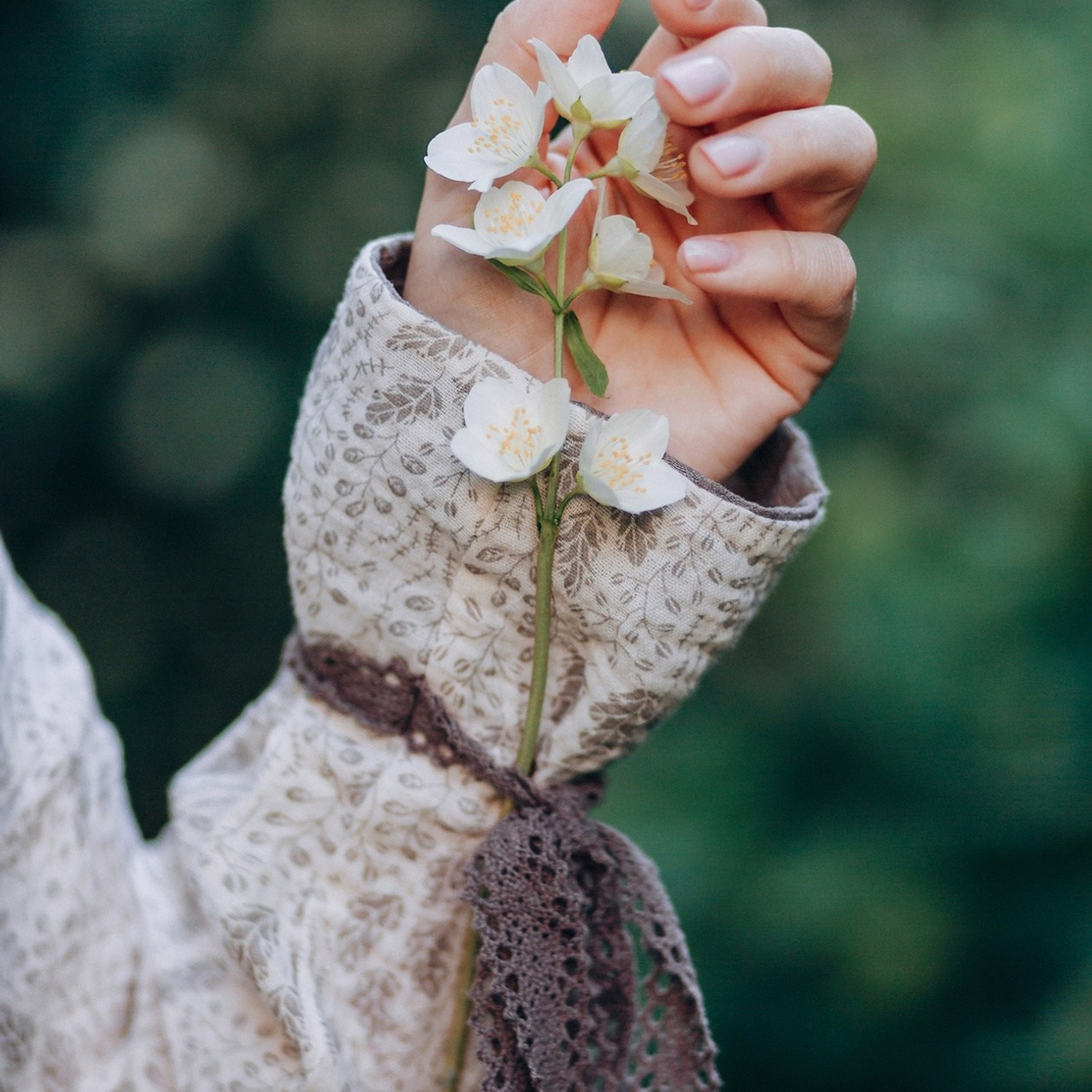 Жасмин (чубушник)