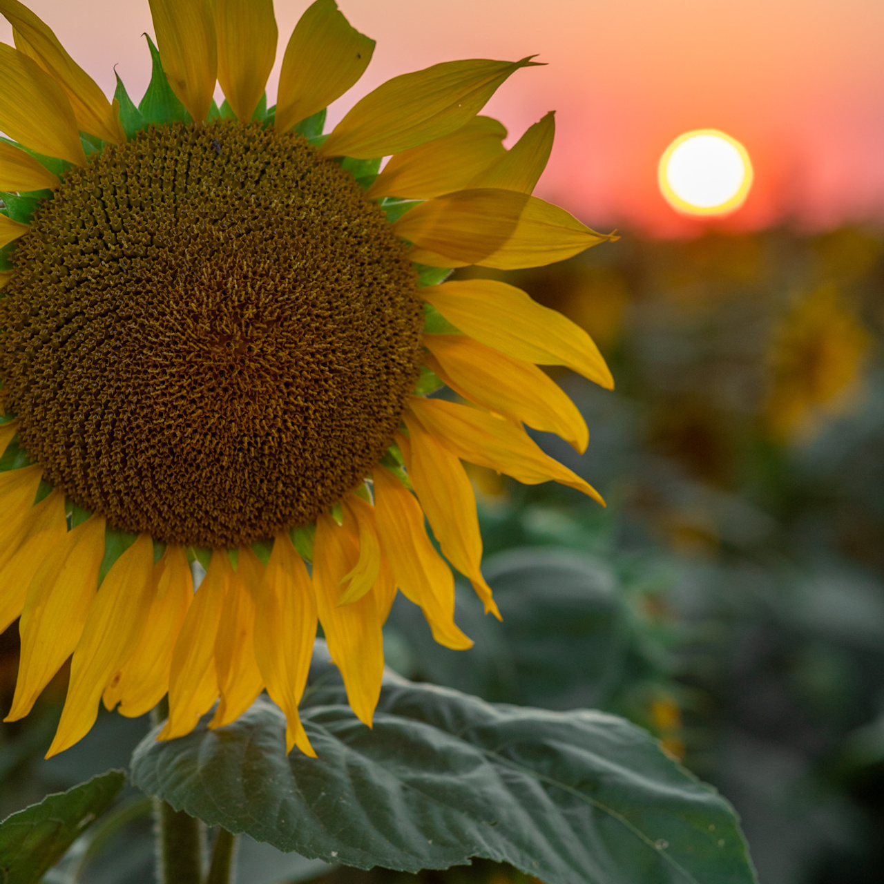 Подсолнухи