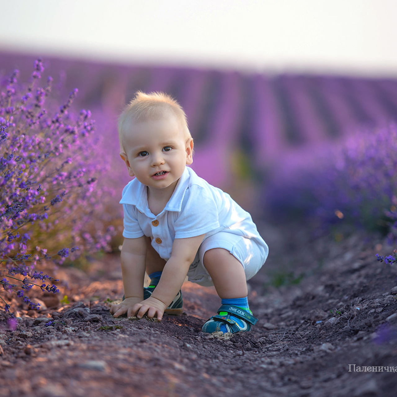 Фотосессия в цветении. Фотограф в Крыму и Севастополе Паленичка Наталья. Лавандовое поле в Крымском Провансе