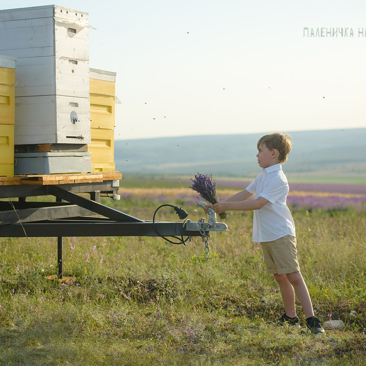 Лавандовый мёд в Крымском поле лаванды