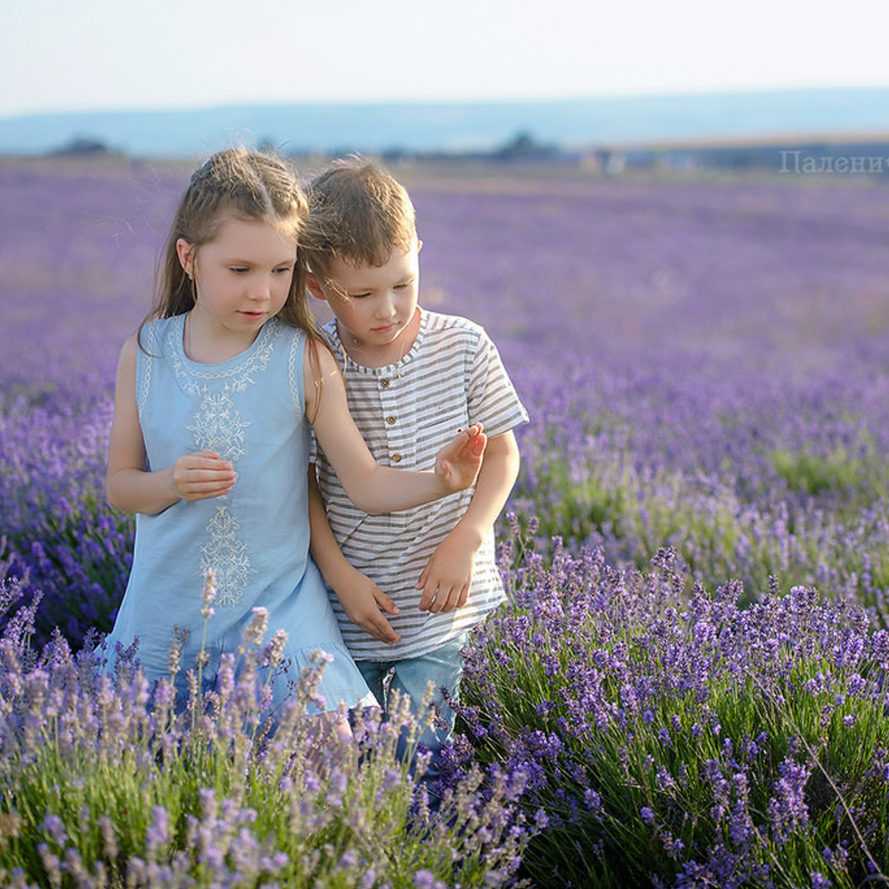 Фотограф лавандовая фотосессия в лавандовом поле в Крыму