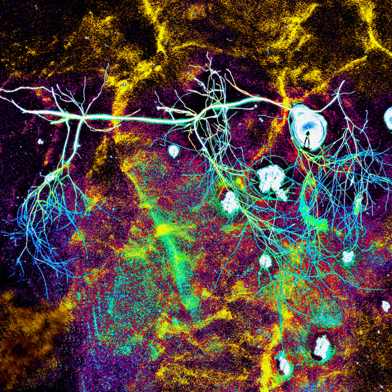 Сергей Зизюлин