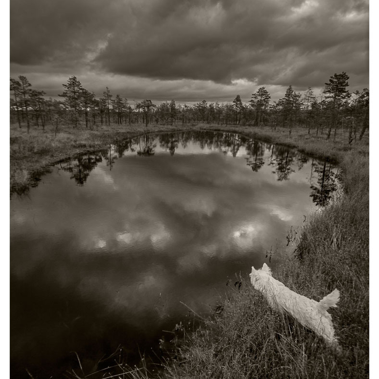 Феноменология восприятия - Люминография - luminografia.ru