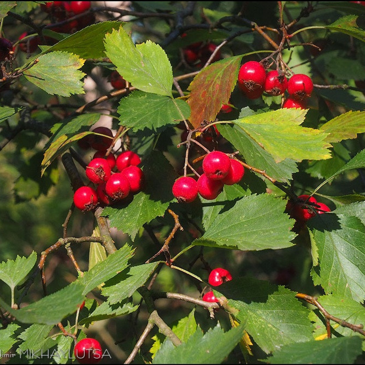 Мастер класс в Зеленогорске - Люминография - luminografia.ru