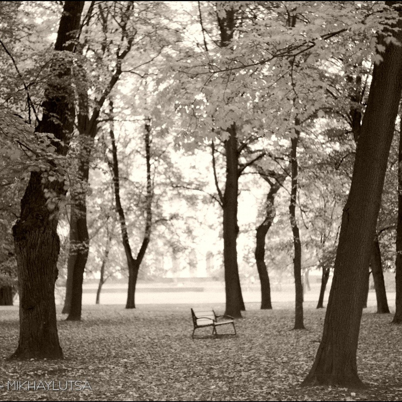 Михайлуца, Одинокая скамейка в Михайловском саду. сепия.