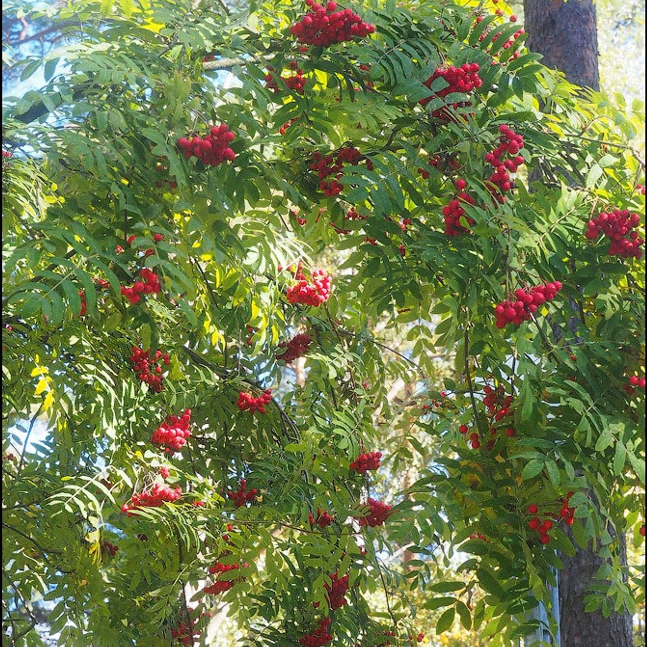 Мастер класс в Зеленогорске - Люминография - luminografia.ru