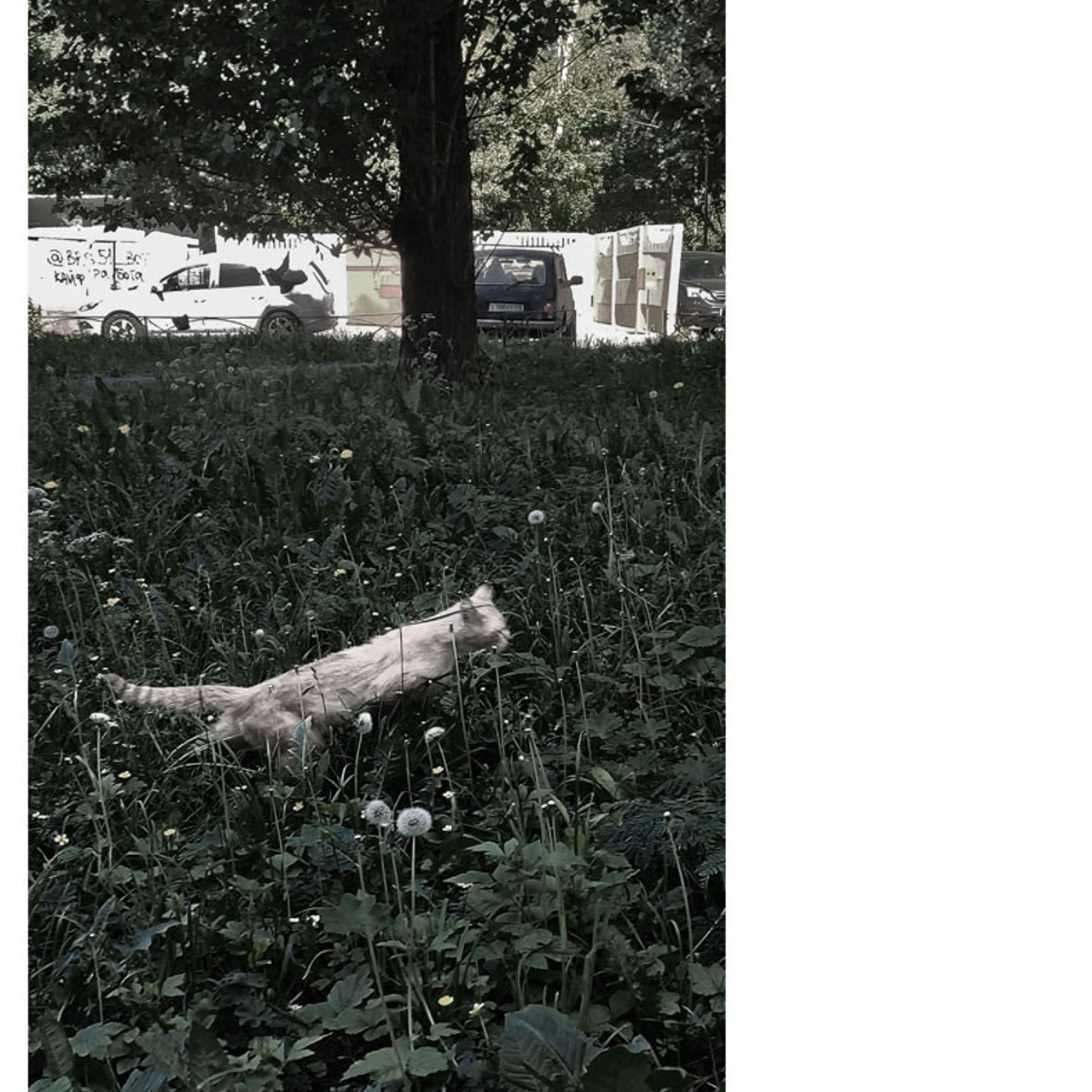 Феноменология восприятия - Люминография - luminografia.ru